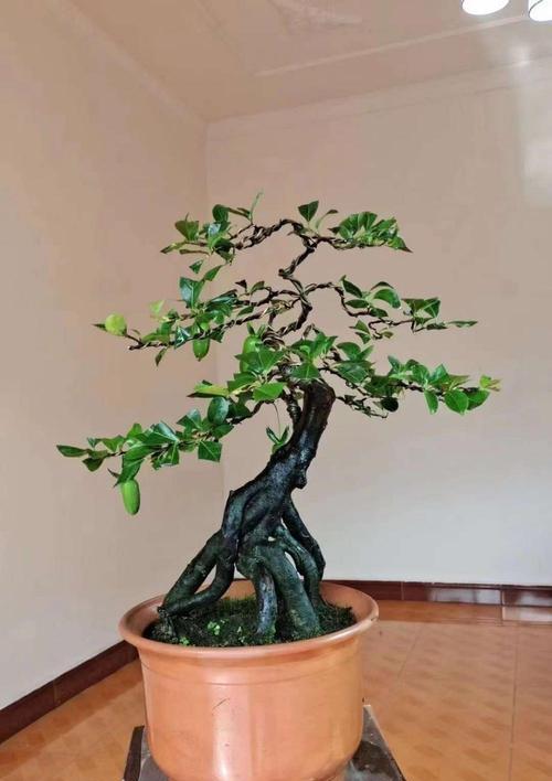 金弹子栽种方法与注意事项（让您轻松拥有健康优美的盆栽植物）-第3张图片-绿意生活