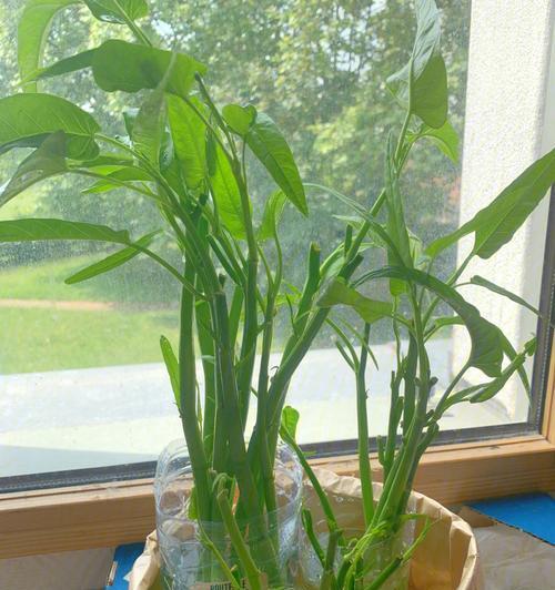 如何让空心菜快速生根？（掌握这些技巧，助你轻松种植空心菜！）-第1张图片-绿意生活