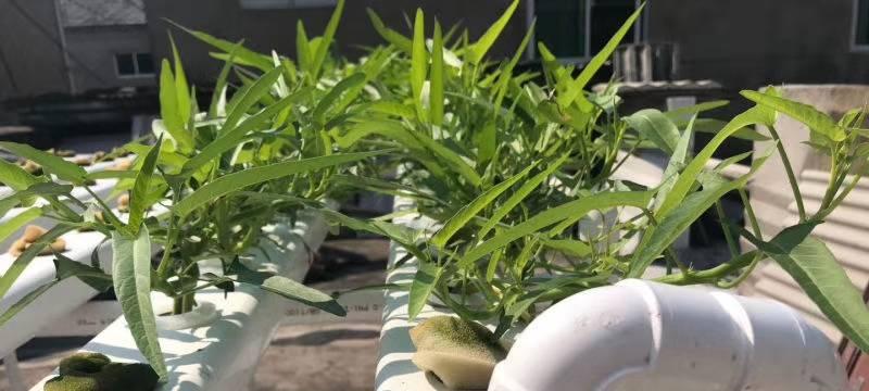 如何让空心菜快速生根？（掌握这些技巧，助你轻松种植空心菜！）-第3张图片-绿意生活