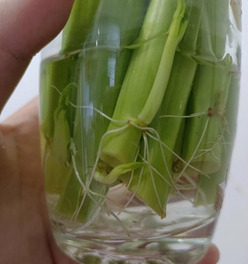 如何让空心菜快速生根？（掌握这些技巧，助你轻松种植空心菜！）-第2张图片-绿意生活