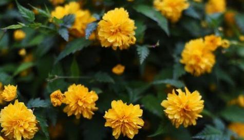 菊花的生长环境及生长地方条件（探寻菊花生长的奥秘）-第1张图片-绿意生活