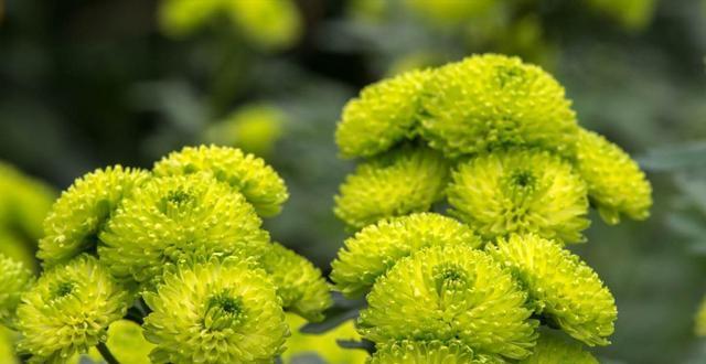 菊花的生长环境及生长地方条件（探寻菊花生长的奥秘）-第3张图片-绿意生活