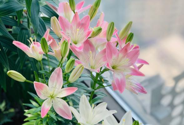 百合花的开花周期及时间（了解百合花开花的秘密，打造美丽花园）-第1张图片-绿意生活
