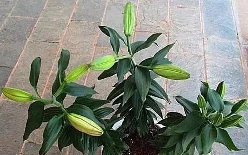 百合花的开花周期及时间（了解百合花开花的秘密，打造美丽花园）-第2张图片-绿意生活