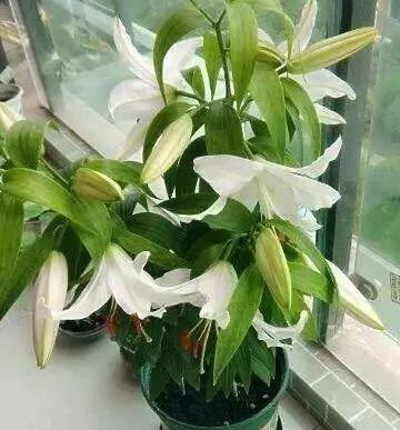 百合花的开花周期及时间（了解百合花开花的秘密，打造美丽花园）-第3张图片-绿意生活