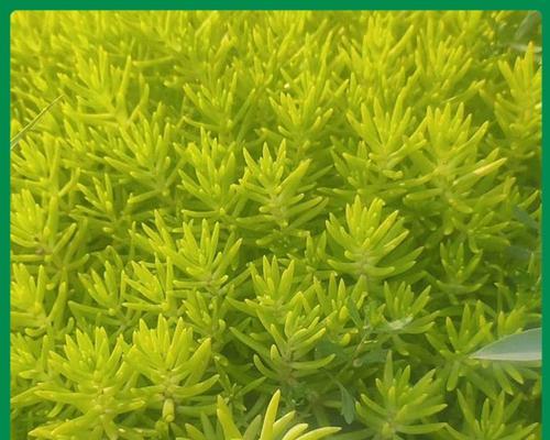 黄金草的种植与养护（上盆时间、养护技巧与繁殖方法）-第1张图片-绿意生活