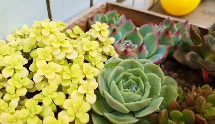 黄金草的种植与养护（上盆时间、养护技巧与繁殖方法）-第3张图片-绿意生活