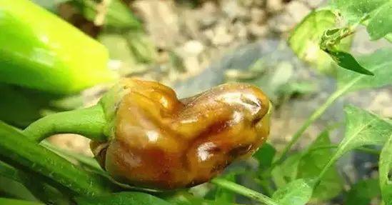 朝天椒炭疽病的发生与治疗（探究朝天椒炭疽病的病原、预防方法及治疗手段）-第3张图片-绿意生活