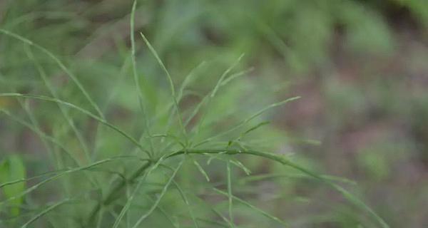 探秘神秘的血乌植物（揭秘血乌的生长环境和药用价值）-第3张图片-绿意生活