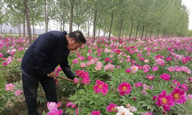 如何栽种芍药（成功种植芍药的方法和注意事项）-第2张图片-绿意生活