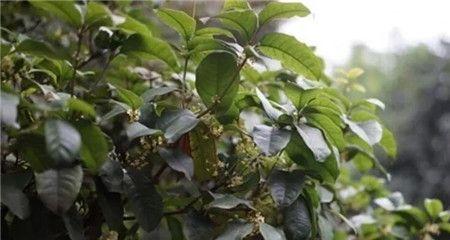 可以晒太阳的桂花，你了解吗？（认识桂花的晒太阳习性及其保养方法）-第3张图片-绿意生活