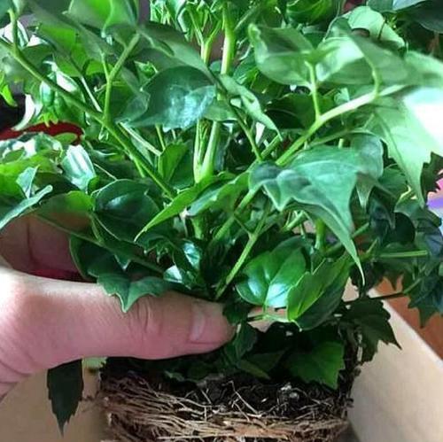 幸福树养护指南（盆时间与养护技巧，让你拥有健康幸福的植物生活）-第3张图片-绿意生活