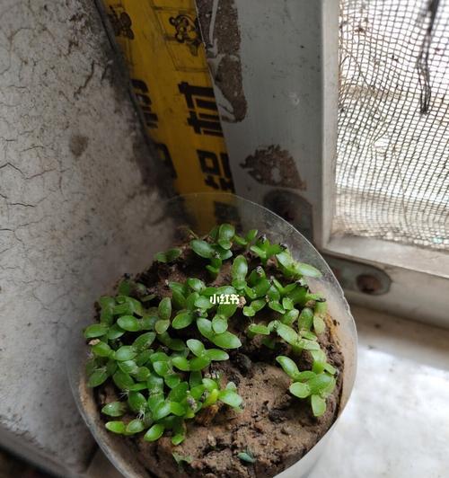 如何快速让火龙果发芽？（火龙果发芽的技巧与方法）-第1张图片-绿意生活