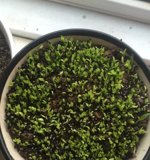 如何快速让火龙果发芽？（火龙果发芽的技巧与方法）-第3张图片-绿意生活