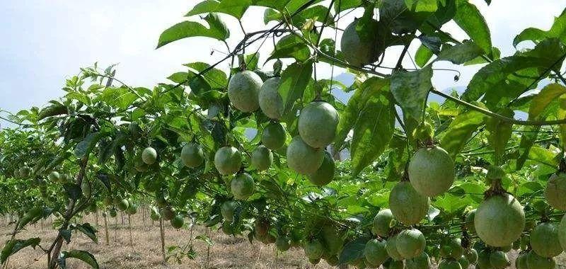 百香果种植指南（最佳种植时间、种植地点和技巧）-第3张图片-绿意生活