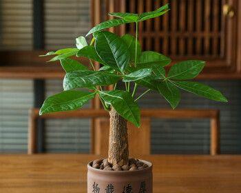 种植小发财树，选择大盆还是小盆？（考虑生长需求和装饰效果，选择最佳方案）-第1张图片-绿意生活