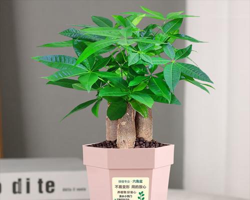 种植小发财树，选择大盆还是小盆？（考虑生长需求和装饰效果，选择最佳方案）-第2张图片-绿意生活