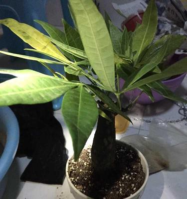 种植小发财树，选择大盆还是小盆？（考虑生长需求和装饰效果，选择最佳方案）-第3张图片-绿意生活