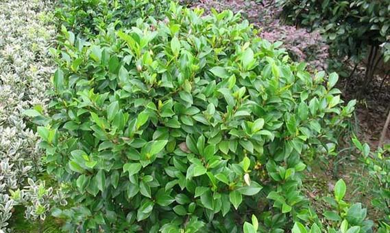长沙市适合种植的树种（了解长沙树种特点，选择适合自家的绿化树种）-第3张图片-绿意生活