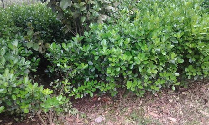 长沙市适合种植的树种（了解长沙树种特点，选择适合自家的绿化树种）-第2张图片-绿意生活