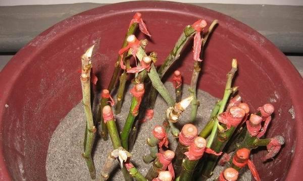 含笑花的繁殖方法和注意事项（如何让你家的含笑花越长越美丽）-第3张图片-绿意生活