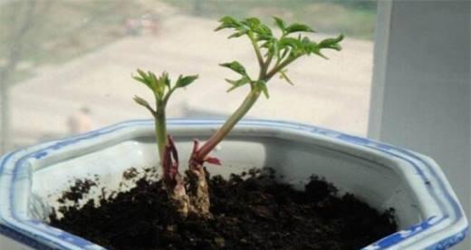 芍药芽叶生长全过程详解（了解芍药的发芽长叶过程，为芍药种植提供帮助）-第2张图片-绿意生活