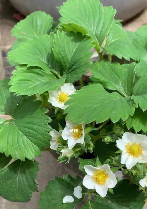 草莓开花结果的生长过程（探究草莓开花结果的生物学特征）-第3张图片-绿意生活