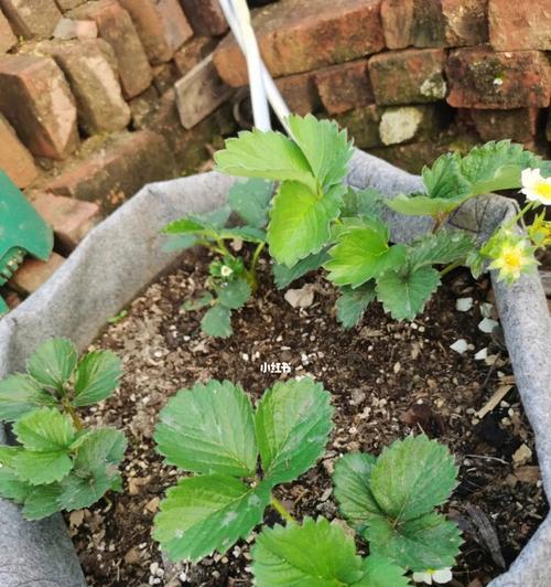 草莓开花结果的生长过程（探究草莓开花结果的生物学特征）-第2张图片-绿意生活