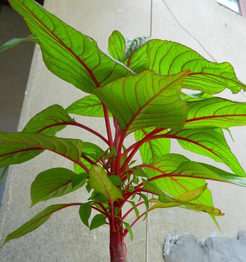 鸡冠花种植全攻略（一盆种几颗合适？如何养护？须知事项全在此！）-第1张图片-绿意生活
