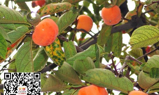 如何有效防治柿子树病虫害（科学防治，让柿子树健康成长）-第3张图片-绿意生活