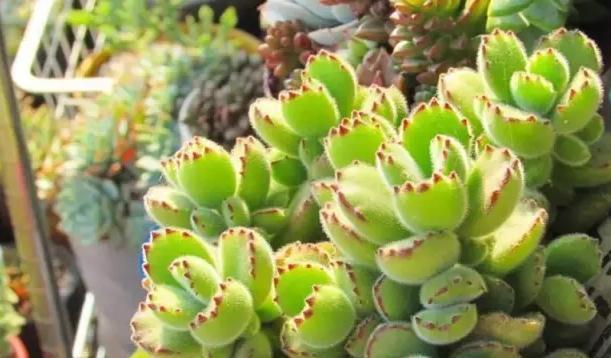 熊童子刚种要浇水吗？——解密熊童子种植要点（掌握浇水法，让熊童子长势更旺！）-第2张图片-绿意生活