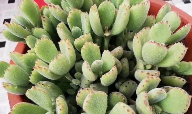 熊童子刚种要浇水吗？——解密熊童子种植要点（掌握浇水法，让熊童子长势更旺！）-第1张图片-绿意生活