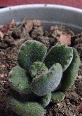 熊童子刚种要浇水吗？——解密熊童子种植要点（掌握浇水法，让熊童子长势更旺！）-第3张图片-绿意生活
