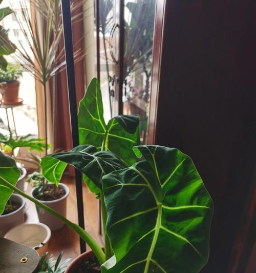 铁树分株移植的时间与方法（掌握正确技巧，让铁树生长更加茂盛）-第2张图片-绿意生活
