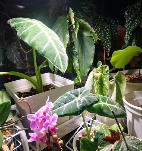 铁树分株移植的时间与方法（掌握正确技巧，让铁树生长更加茂盛）-第1张图片-绿意生活