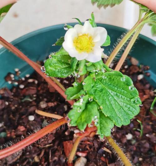 草莓开花的过程与特点（探究草莓开花的季节、花朵形态及花期管理）-第2张图片-绿意生活