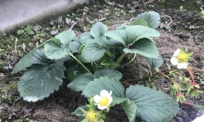 草莓开花的过程与特点（探究草莓开花的季节、花朵形态及花期管理）-第3张图片-绿意生活