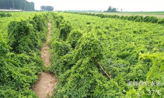 山药的种植方法与时间（了解山药的养殖技巧，打造高产田园）-第1张图片-绿意生活