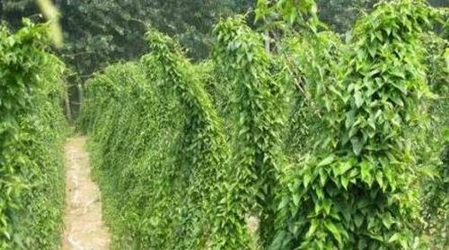 山药的种植方法与时间（了解山药的养殖技巧，打造高产田园）-第3张图片-绿意生活