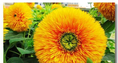 探寻葵类花卉的魅力（从品种到文化，全面了解葵花）-第3张图片-绿意生活