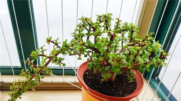 金枝玉叶喜肥，打造茂盛繁花（喜欢什么样的肥料？15个段落教你正确施肥）-第2张图片-绿意生活