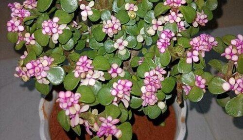 金枝玉叶喜肥，打造茂盛繁花（喜欢什么样的肥料？15个段落教你正确施肥）-第1张图片-绿意生活