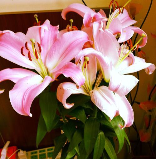 金鱼花——神秘而美丽的花卉（了解金鱼花，享受花园中的浪漫氛围）-第2张图片-绿意生活