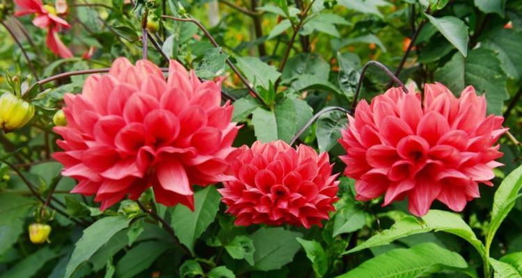 金鱼花——神秘而美丽的花卉（了解金鱼花，享受花园中的浪漫氛围）-第1张图片-绿意生活