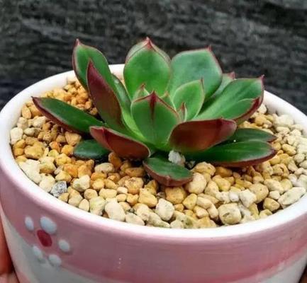 解析多肉叶片发黄的原因及处理方法（保护你心爱的多肉植物不再黄叶频现）-第2张图片-绿意生活