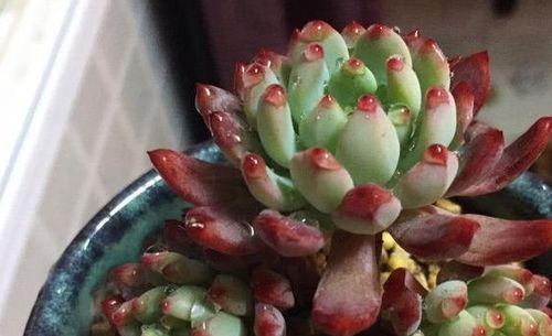 解析多肉叶片发黄的原因及处理方法（保护你心爱的多肉植物不再黄叶频现）-第3张图片-绿意生活