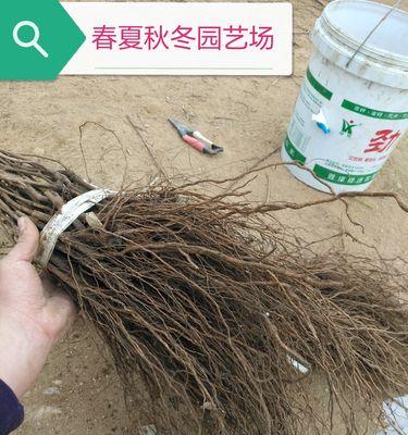 探究葡萄根系的发达程度（探索葡萄根系对果实生长的影响）-第1张图片-绿意生活