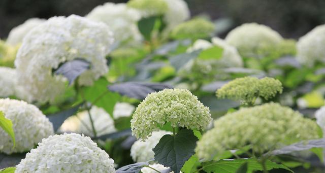北方绣球花冬季养护指南（保持温暖与湿润，让绣球花安然越冬）-第1张图片-绿意生活