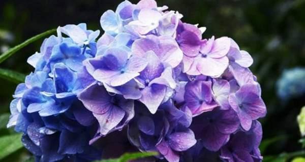 北方绣球花冬季养护指南（保持温暖与湿润，让绣球花安然越冬）-第3张图片-绿意生活