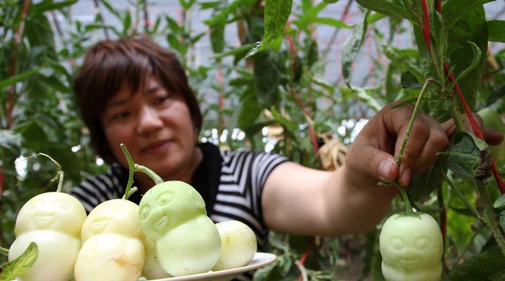 人参果种植时间与生长周期（掌握种植时间，拥有丰收的秘诀）-第1张图片-绿意生活